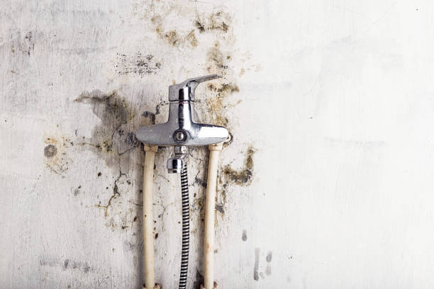Best Mold Damage Repair  in Grand Terrace, CA