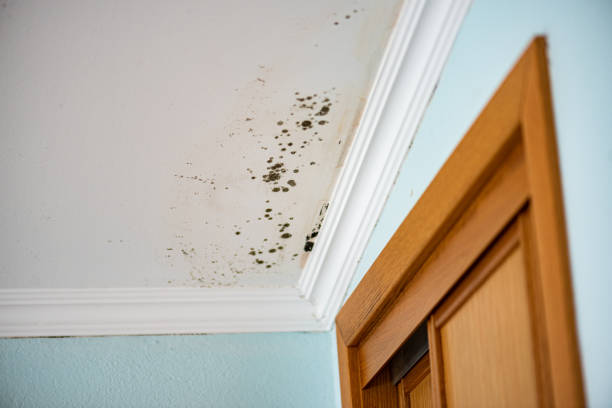 Best Toxic Mold Removal  in Grand Terrace, CA