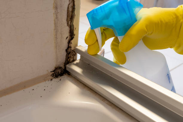 Best Commercial Mold Removal  in Grand Terrace, CA