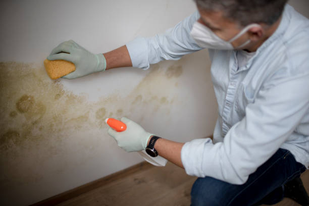 Best Black Mold Removal  in Grand Terrace, CA