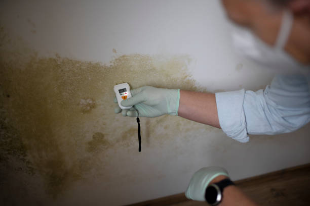 Best Attic Mold Removal  in Grand Terrace, CA