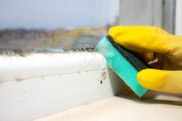 Best Office Mold Removal Services  in Grand Terrace, CA