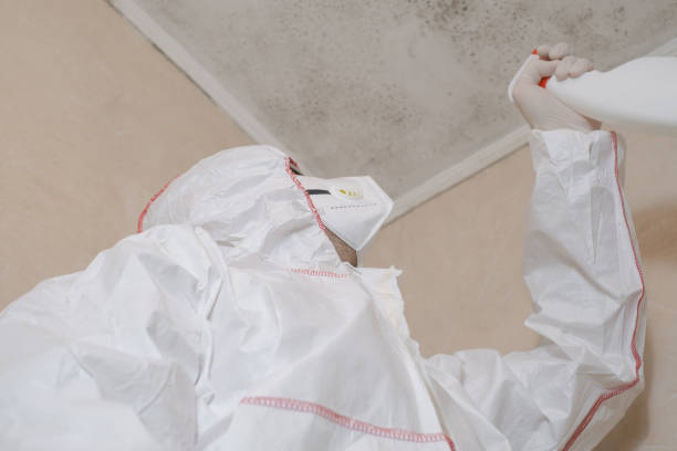 Best Mold Remediation  in Grand Terrace, CA