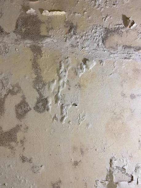 Best Mold Cleaning Services  in Grand Terrace, CA
